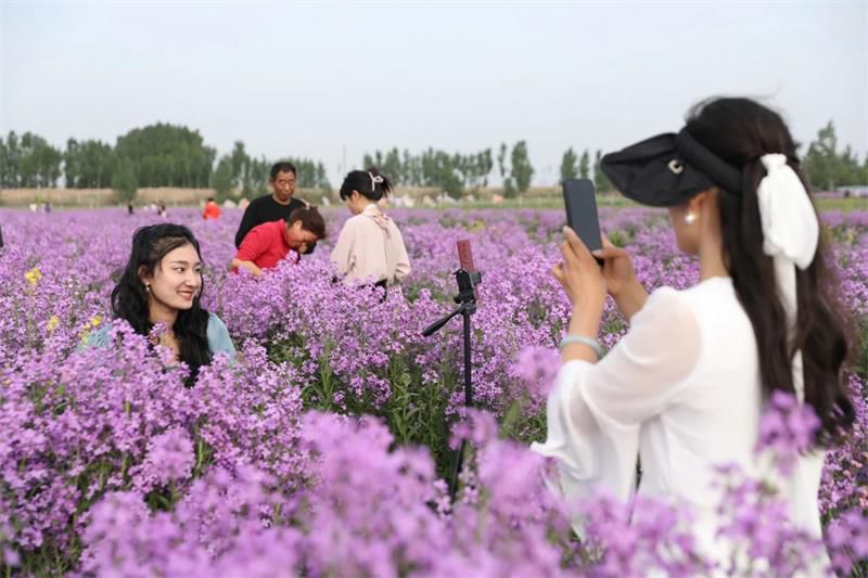 10萬余人次！太極莊首屆紫色油菜花節收官